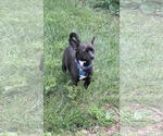 Small #2 Chihuahua Mix