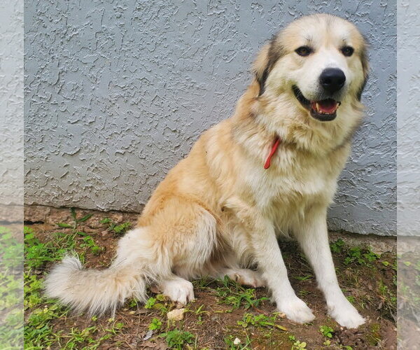 Medium Photo #5 Great Pyrenees-Unknown Mix Puppy For Sale in Houston, TX, USA