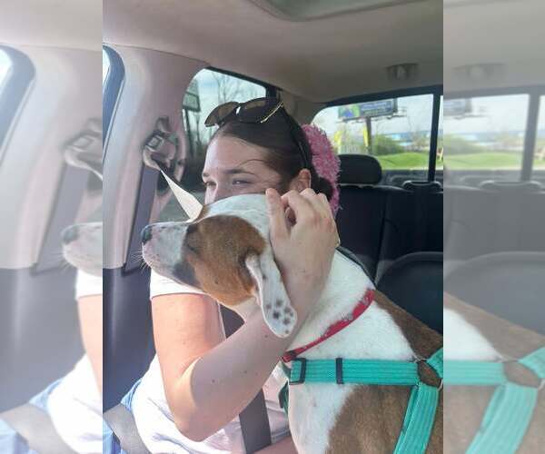 Medium Photo #2 Mutt Puppy For Sale in Martinsburg, WV, USA