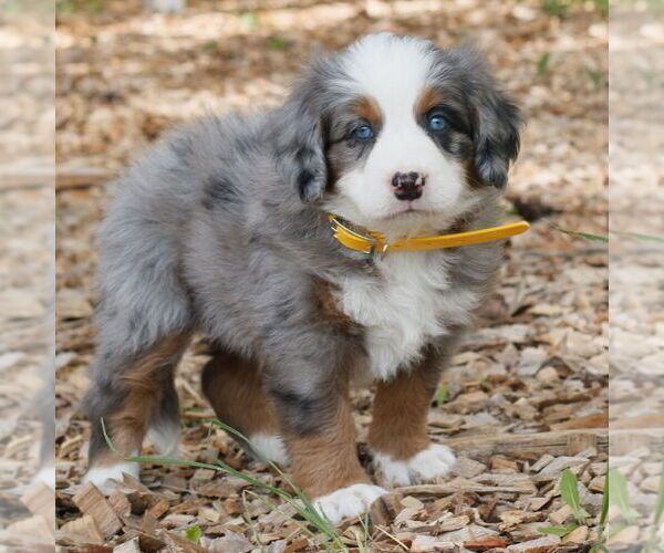 Medium Photo #3 Bernedoodle (Miniature) Puppy For Sale in HONEY BROOK, PA, USA