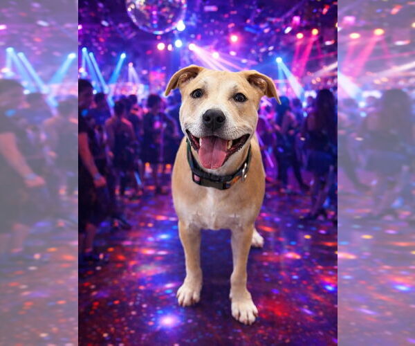 Medium Photo #3 Mutt Puppy For Sale in Las Vegas, NV, USA