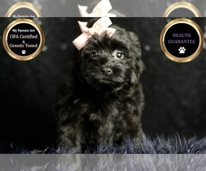 Medium Morkie