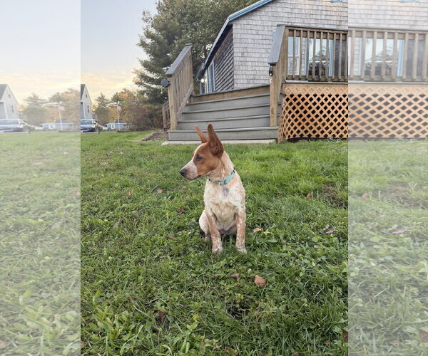 Medium Photo #3 Mutt Puppy For Sale in Garden City, NY, USA