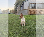 Small Photo #3 Mutt Puppy For Sale in Garden City, NY, USA