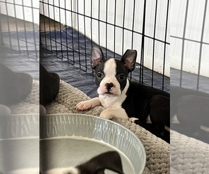 Boston Terrier Puppy for sale in EL PASO, TX, USA
