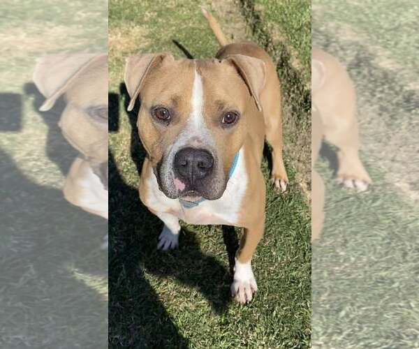Medium Photo #3 American Staffordshire Terrier-Unknown Mix Puppy For Sale in Oakhurst, NJ, USA