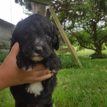 Medium Photo #1 Aussiedoodle Puppy For Sale in JASPER, NY, USA