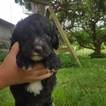 Small Photo #1 Aussiedoodle Puppy For Sale in JASPER, NY, USA