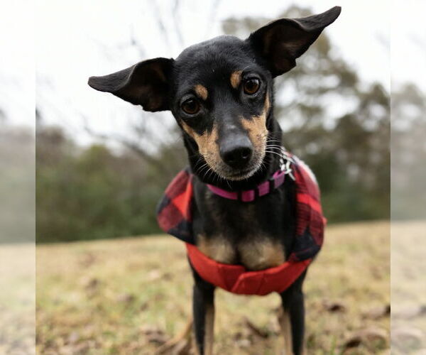 Medium Photo #2 Miniature Pinscher Puppy For Sale in Spring Lake, NC, USA