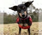 Small #1 Miniature Pinscher