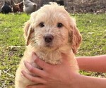 Small Photo #21 Goldendoodle Puppy For Sale in MORELAND, GA, USA