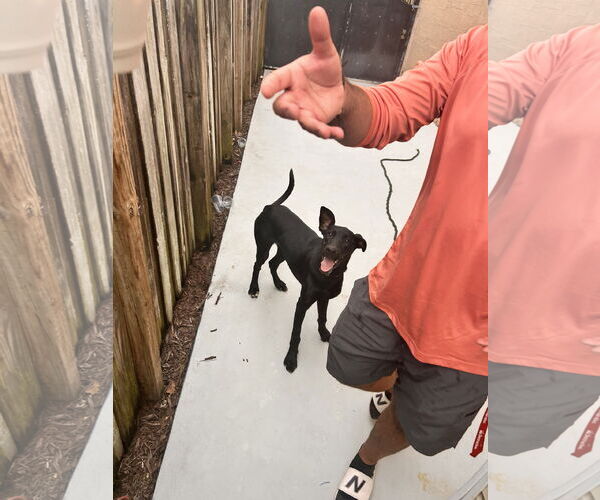 Medium Photo #3 Labrador Retriever-Unknown Mix Puppy For Sale in Miami, FL, USA