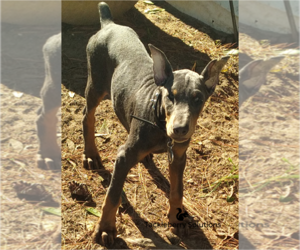 Medium Photo #9 Doberman Pinscher Puppy For Sale in MOUNT OLIVE, NC, USA