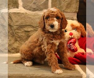 Goldendoodle (Miniature) Puppy for sale in LEOLA, PA, USA