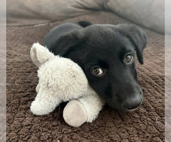 Medium Photo #1 Labrador Retriever-Unknown Mix Puppy For Sale in Warrenton, VA, USA