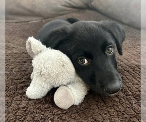 Labrador Retriever-Unknown Mix Dogs for adoption in Warrenton, VA, USA