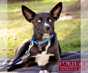 Sky - Female Border Collie-Siberian Husky Mix Dog for Adoption - Photo #4