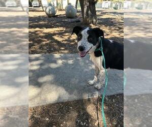 Border Collie-Unknown Mix Dogs for adoption in Placerville, CA, USA