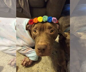 Beatrix - Female American Staffordshire Terrier Dog for Adoption - Photo #17