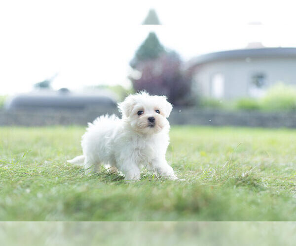 Medium Photo #5 Maltese Puppy For Sale in WARSAW, IN, USA