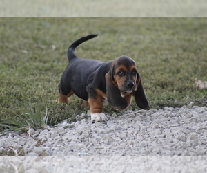 Basset Hound Puppy for Sale in MEMPHIS, Missouri USA