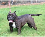 Small #3 Mutt