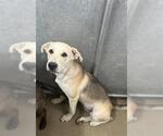 Small German Shepherd Dog Mix