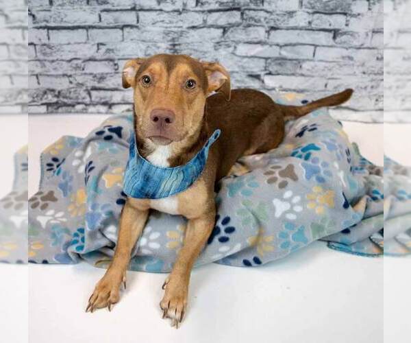 Medium Photo #2 Dachshund-Unknown Mix Puppy For Sale in Kennesaw, GA, USA
