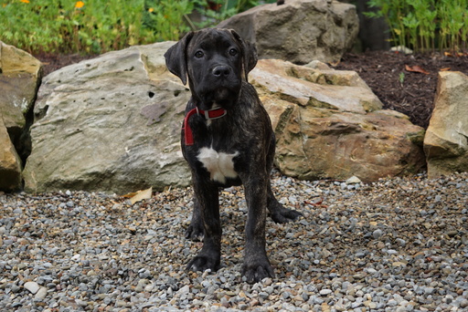 Medium Photo #1 Boerboel Puppy For Sale in FREDERICKSBG, OH, USA