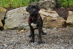 Small Photo #1 Boerboel Puppy For Sale in FREDERICKSBG, OH, USA