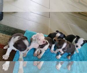 Boston Terrier Puppy for sale in LAKE CHARLES, LA, USA