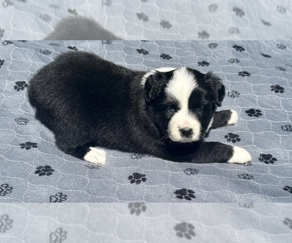 Medium Photo #6 Australian Shepherd Puppy For Sale in SALISBURY, NC, USA