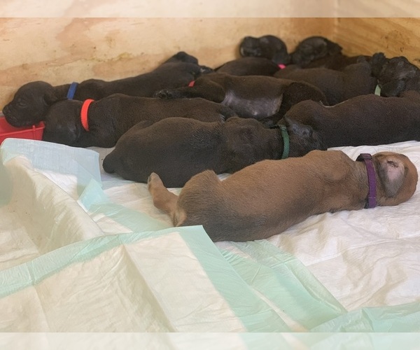 Medium Photo #105 Boerboel Puppy For Sale in LAS CRUCES, NM, USA