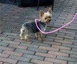 Yoyo - Female Yorkshire Terrier Puppy for Sale - Photo #8