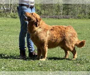 Father of the Golden Retriever puppies born on 08/17/2025