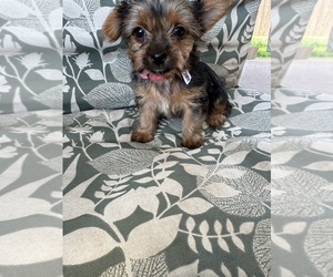 Yorkshire Terrier Puppy for sale in CRESWELL, OR, USA