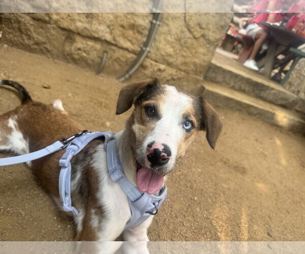 Medium Photo #3 Border Collie-Unknown Mix Puppy For Sale in Dallas, TX, USA