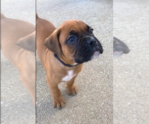 Boxer Puppy for Sale in APPLE CREEK, Ohio USA