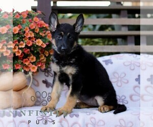 German Shepherd Dog Puppy for sale in LANCASTER, PA, USA