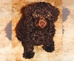 Small Photo #14 Miniature Labradoodle Puppy For Sale in MANHEIM, PA, USA