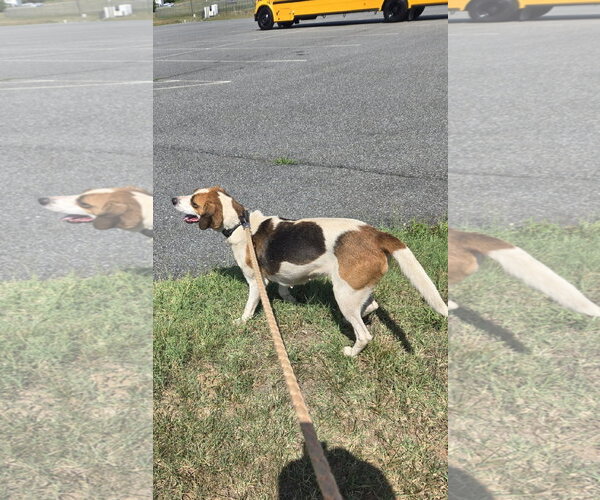 Medium Photo #5 Mutt Puppy For Sale in Rustburg, VA, USA