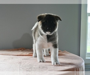 Akita Puppy for sale in MILLERSBURG, OH, USA