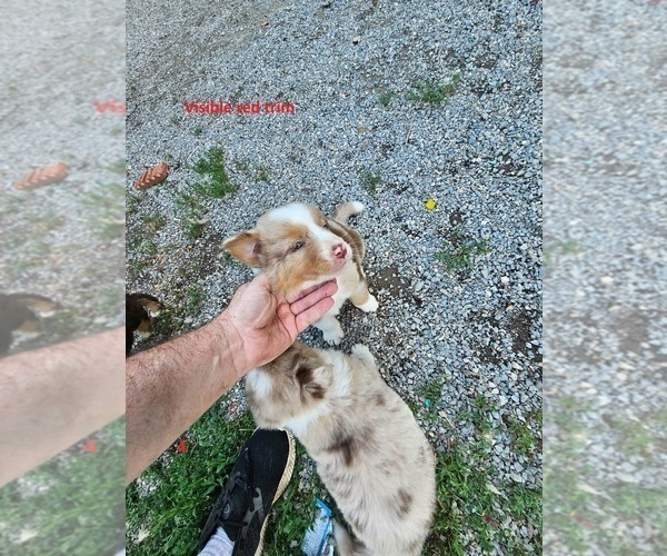 Medium Photo #2 Australian Shepherd Puppy For Sale in FLEMINGSBURG, KY, USA
