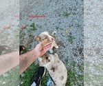 Small #1 Australian Shepherd