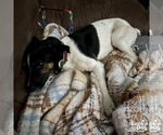 Small #2 Jack Russell Terrier Mix