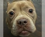 Small #3 Bulldog Mix