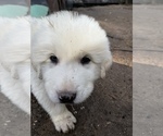 Small Photo #1 Great Pyrenees Puppy For Sale in SPRINGDALE, WA, USA