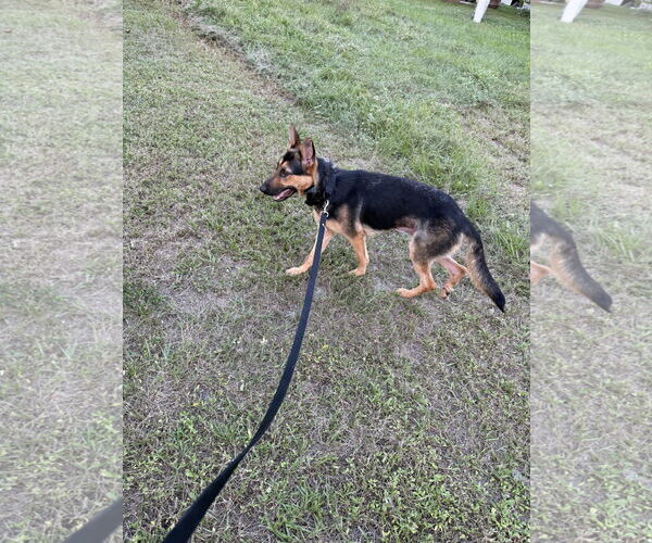 Medium Photo #2 German Shepherd Dog Puppy For Sale in Plantation, FL, USA