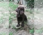 Small Labrador Retriever