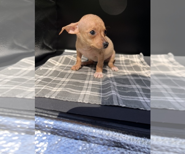 Medium Photo #4 Chiweenie Puppy For Sale in SAINT AUGUSTINE, FL, USA